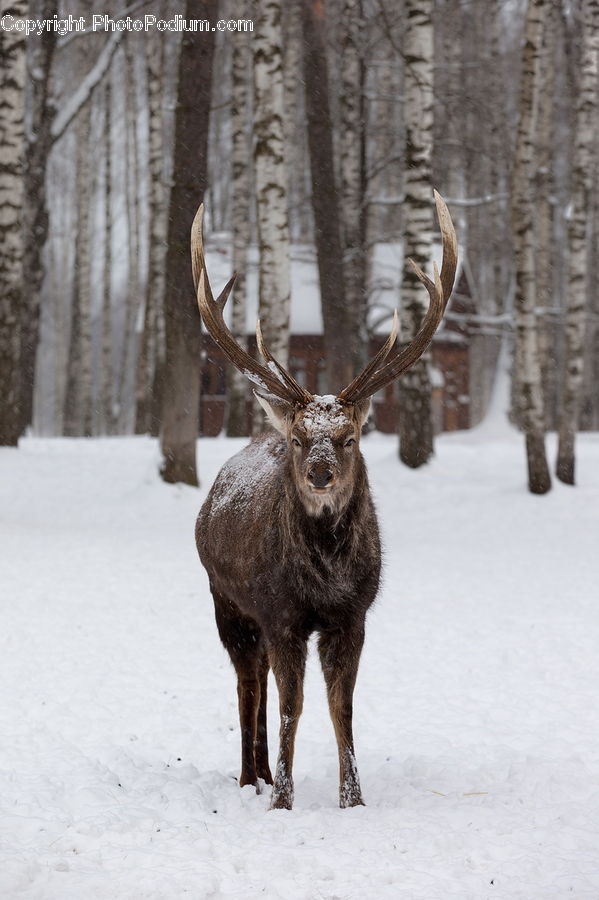 Animal, Deer, Elk, Mammal, Wildlife, Angus, Bull