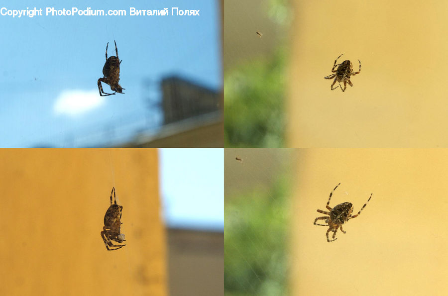 Arachnid, Garden Spider, Insect, Invertebrate, Spider, Collage, Poster