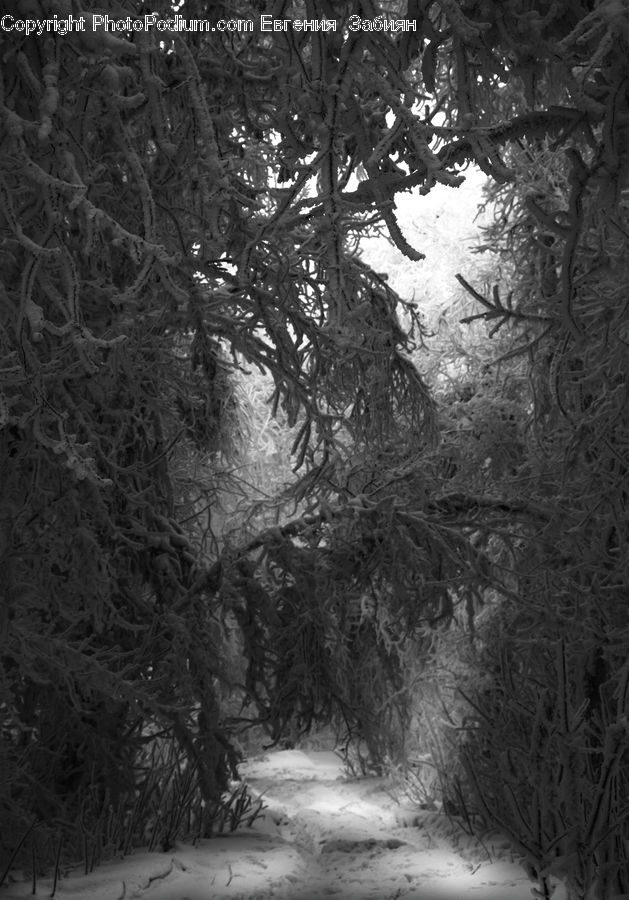 Path, Trail, Forest, Vegetation, Grove, Land, Plant