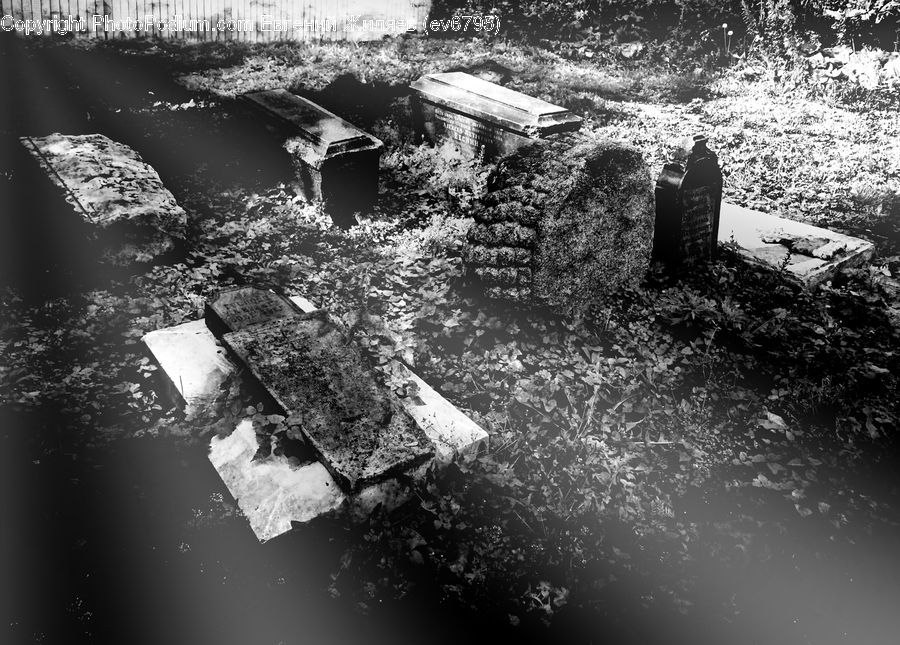 Water, Ground, Soil, Rubble, Blossom, Flora, Flower