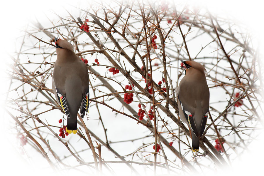 Bird, Dove, Pigeon, Finch, Crane Bird, Heron, Beak