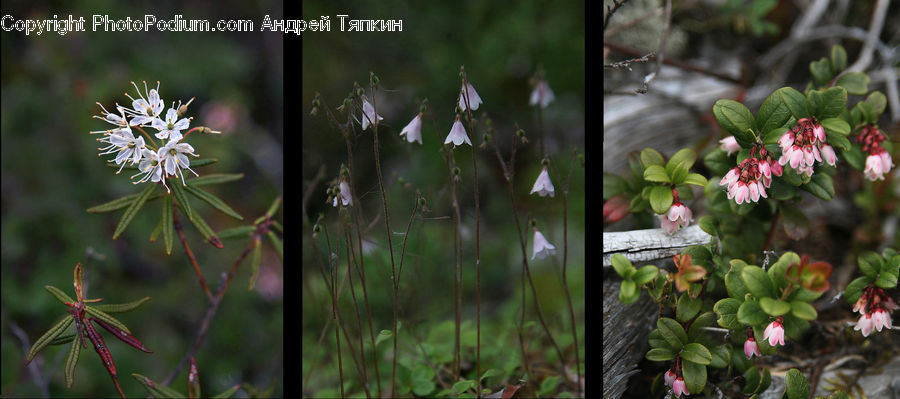 Blossom, Flora, Flower, Geranium, Plant, Dandelion, Conifer
