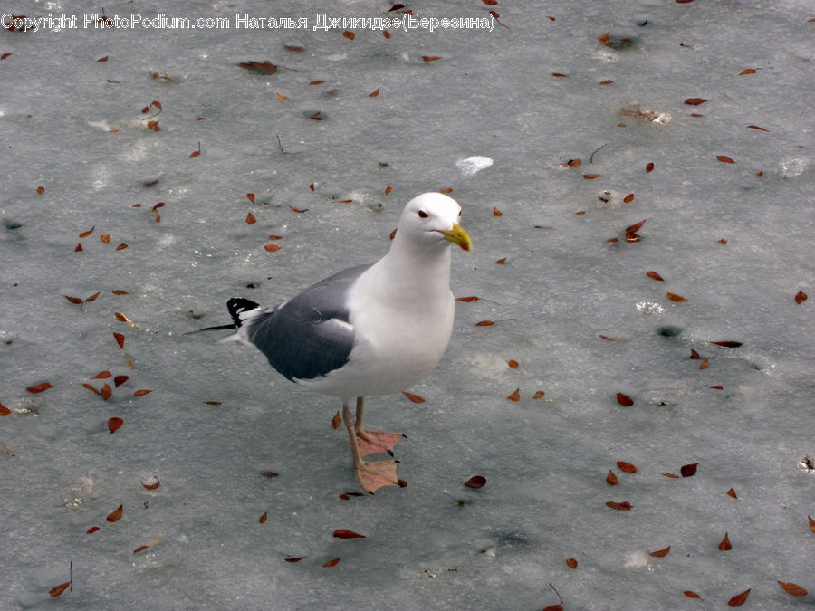 Bird, Seagull, Dove, Pigeon, Beak