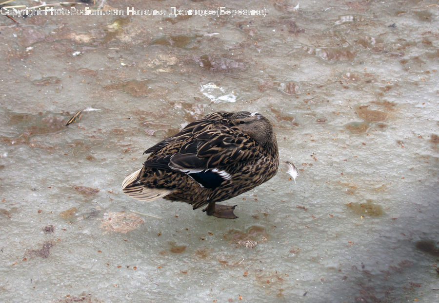 Bird, Quail, Duck, Teal, Waterfowl, Beak, Goose
