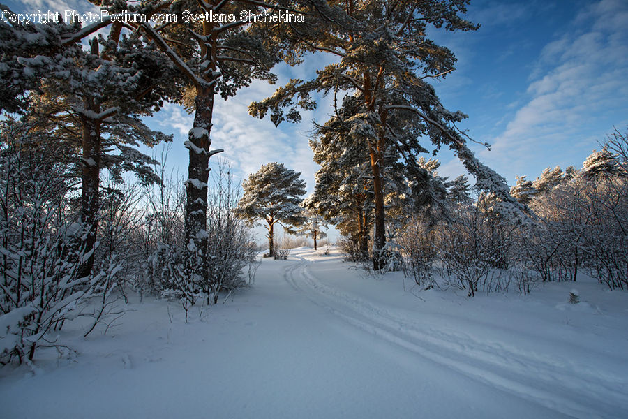 Dirt Road, Gravel, Road, Conifer, Fir, Plant, Tree