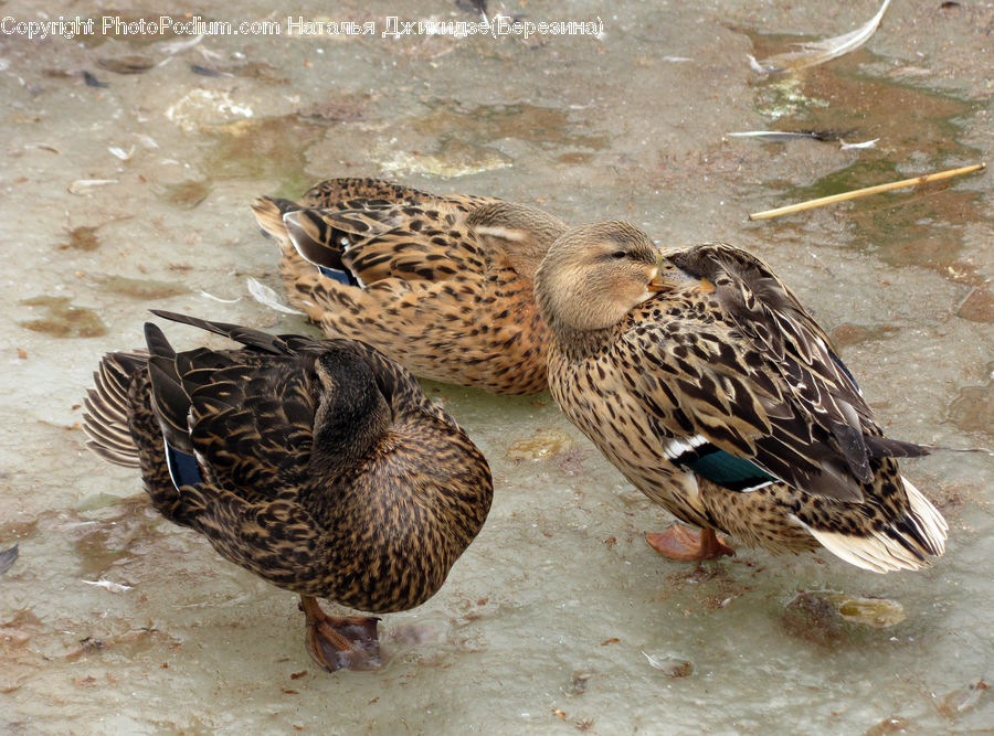 Bird, Quail, Duck, Teal, Waterfowl, Partridge, Goose