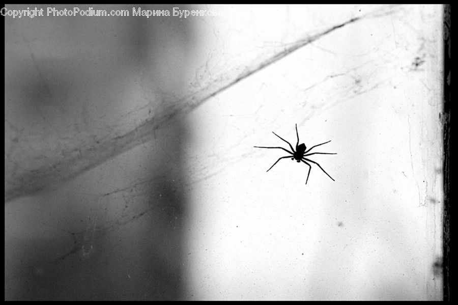 Insect, Invertebrate, Mosquito, Arachnid, Garden Spider, Spider, Black Widow