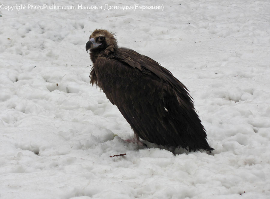 Bald Eagle, Bird, Eagle, Beak