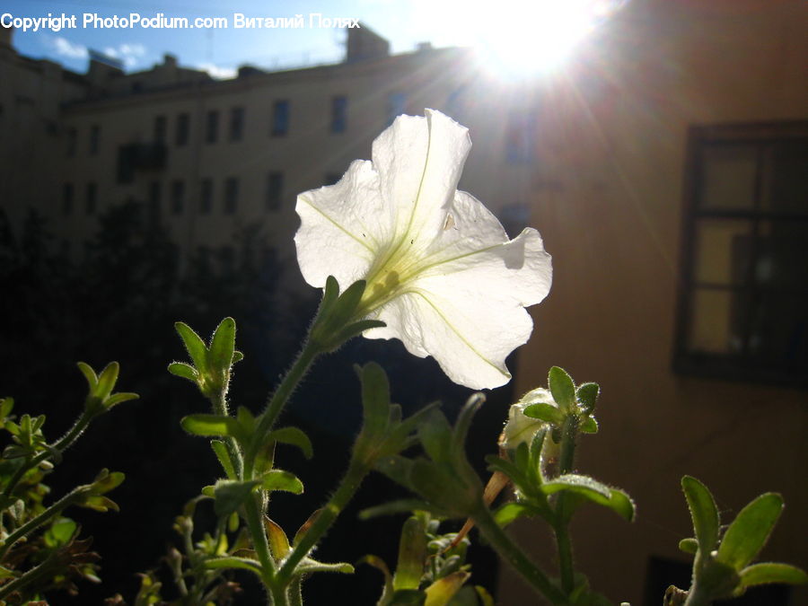 Blossom, Flora, Flower, Geranium, Plant, Acanthaceae, Annonaceae