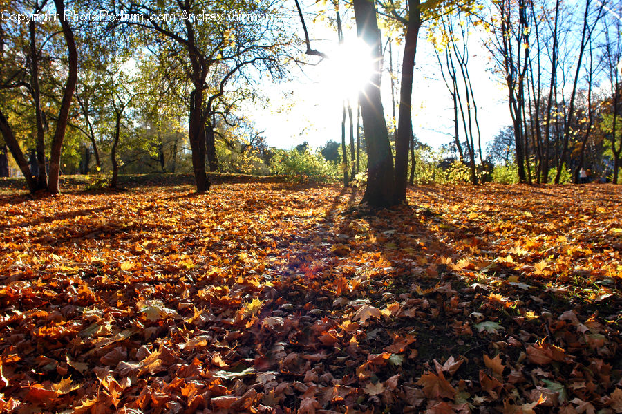 Ground, Soil, Forest, Grove, Land, Vegetation, Ivy