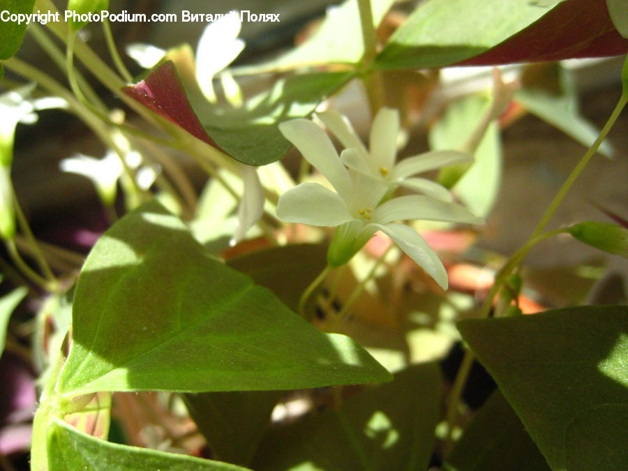 Plant, Potted Plant, Bud, Blossom, Flora, Flower, Produce