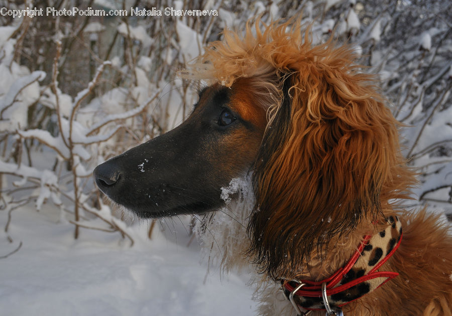 Animal, Canine, Cocker Spaniel, Dog, Mammal, Pet, Spaniel