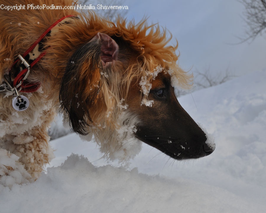 Animal, Canine, Cocker Spaniel, Dog, Mammal, Pet, Spaniel
