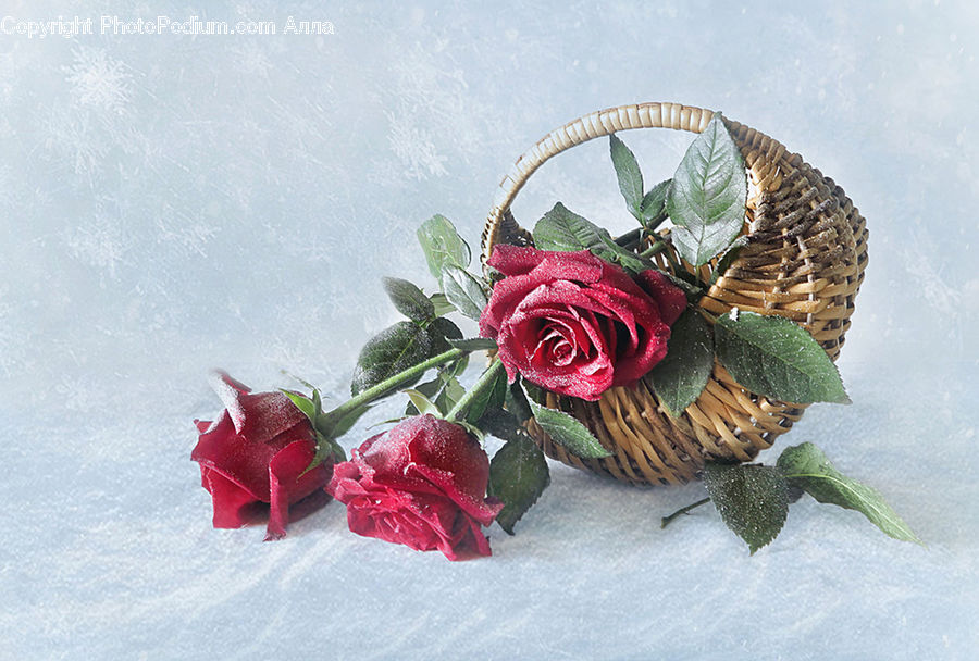 Blossom, Flower, Plant, Rose, Flower Arrangement, Ikebana, Potted Plant