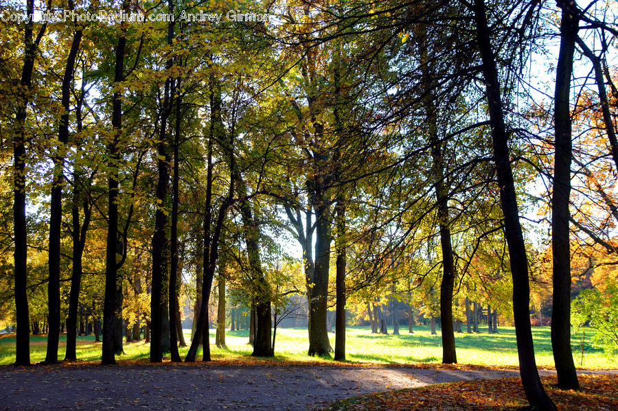 Forest, Vegetation, Grove, Land, Conifer, Fir, Plant
