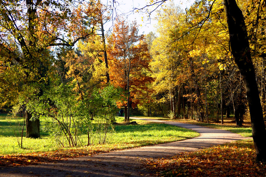 Dirt Road, Gravel, Road, Forest, Grove, Land, Vegetation