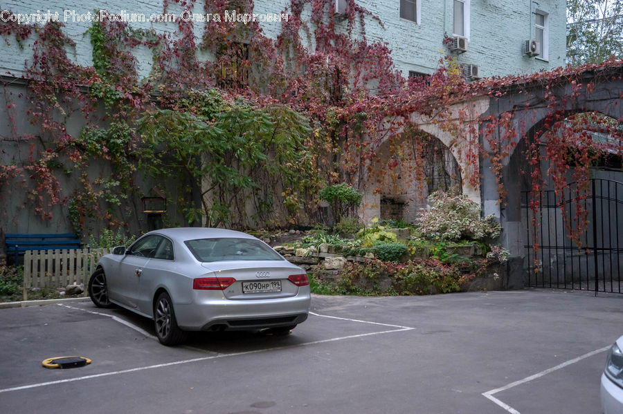Ivy, Plant, Vine, Automobile, Car, Sedan, Vehicle