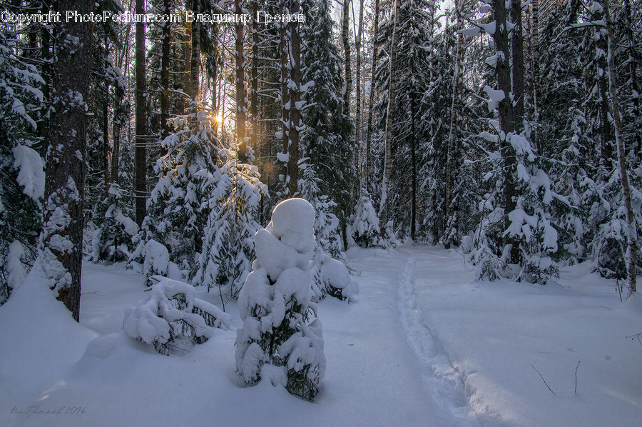 Ice, Outdoors, Snow, Forest, Vegetation, Conifer, Fir