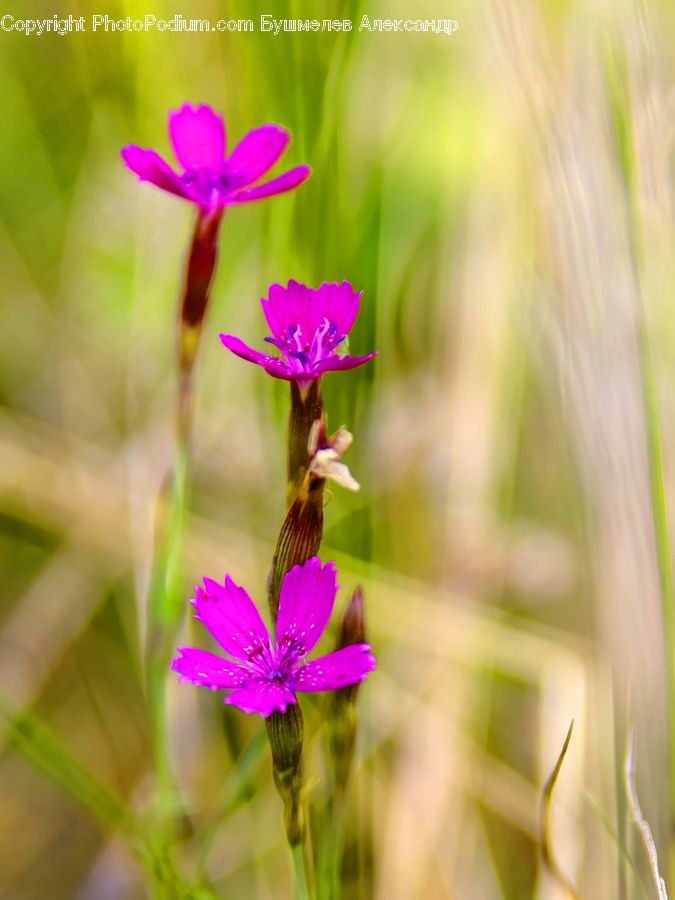 Blossom, Flora, Flower, Geranium, Plant, Cosmos, Crocus