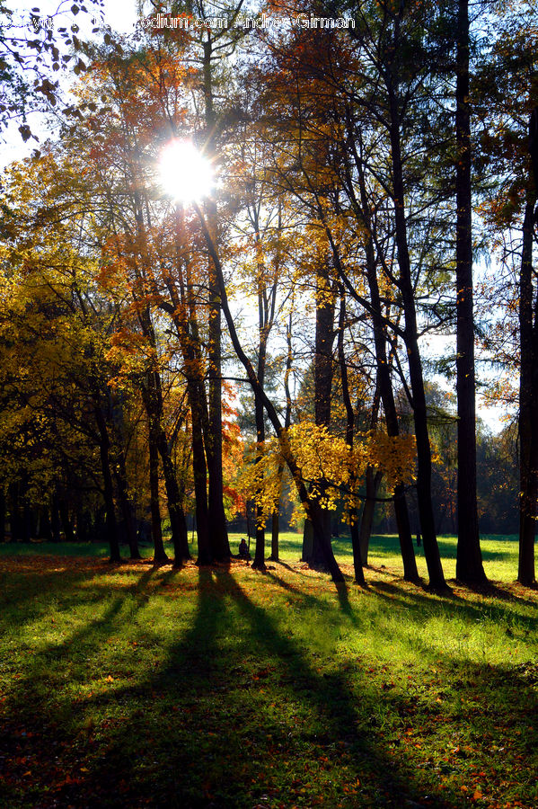 Forest, Vegetation, Flare, Light, Sunlight, Grove, Land