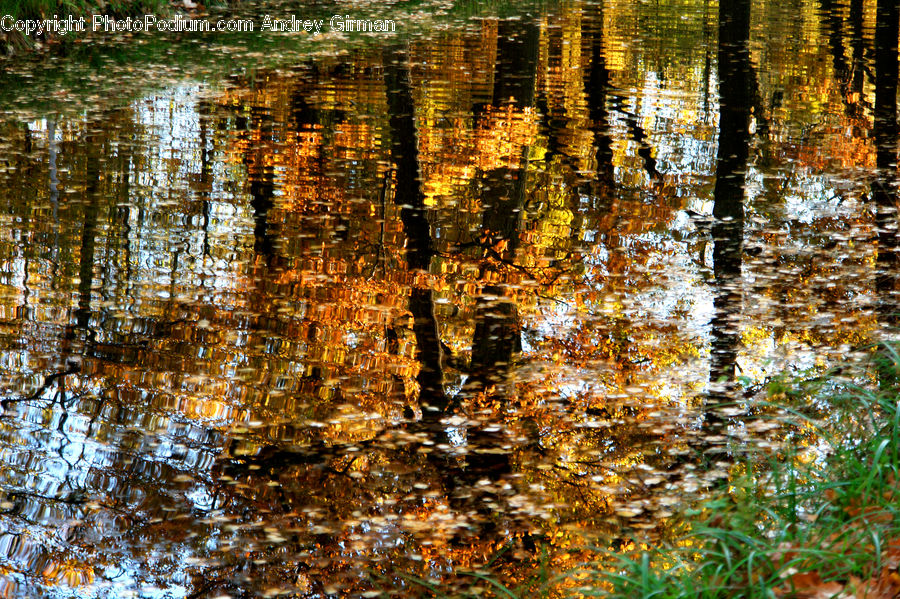 Land, Marsh, Outdoors, Swamp, Water, Birch, Tree