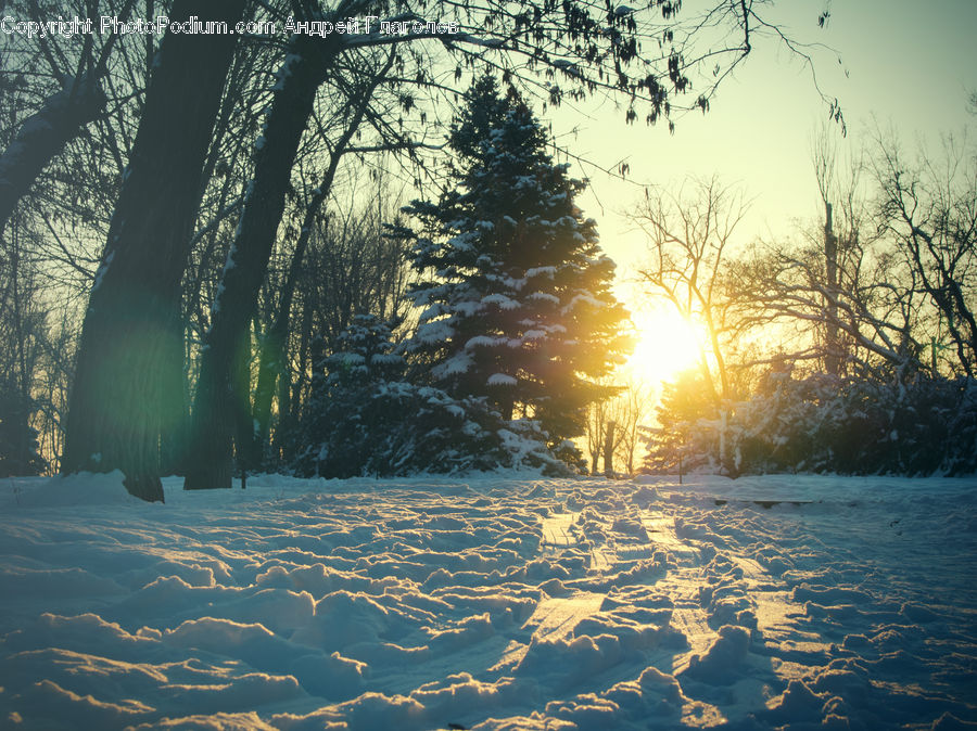 Flare, Light, Sunlight, Landscape, Nature, Scenery, Plant