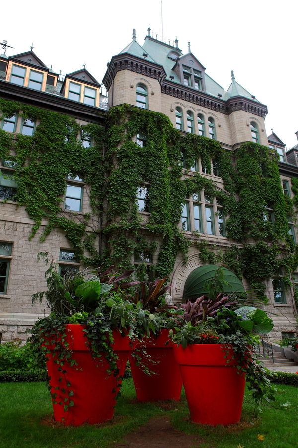 Ivy, Plant, Vine, Pot, Pottery, Potted Plant, Architecture