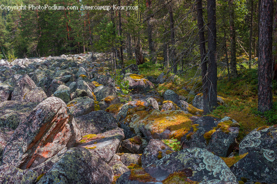 Rock, Forest, Jungle, Rainforest, Vegetation, Creek, Outdoors