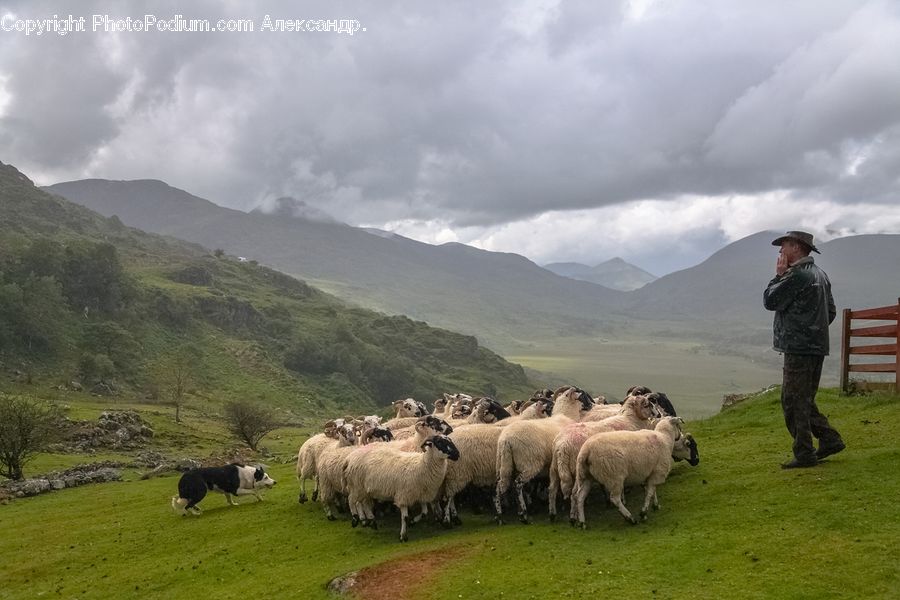 Human, People, Person, Animal, Mammal, Sheep, Flock
