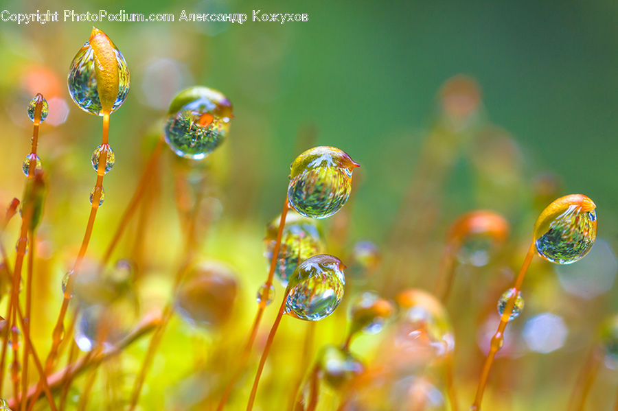 Bubble, Moss, Plant, Beverage, Glass, Wine, Wine Glass
