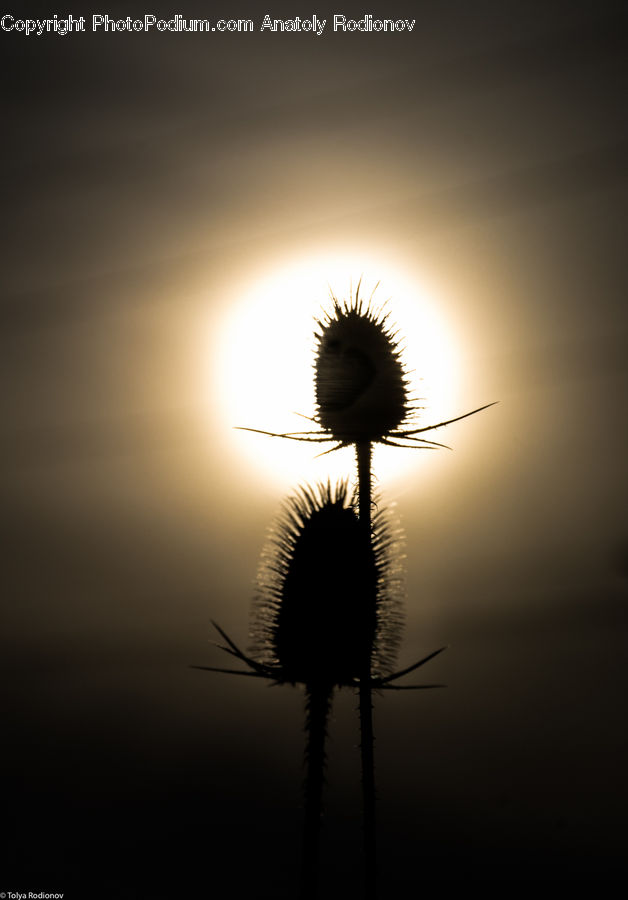 Plant, Weed, Dandelion, Flower, Flare, Light, Sunlight