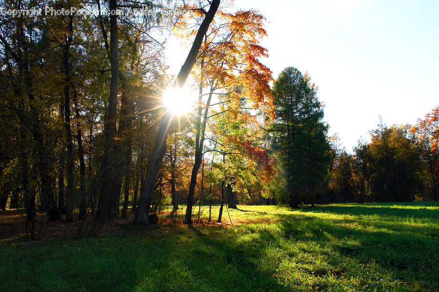 Conifer, Larch, Tree, Wood, Forest, Grove, Land