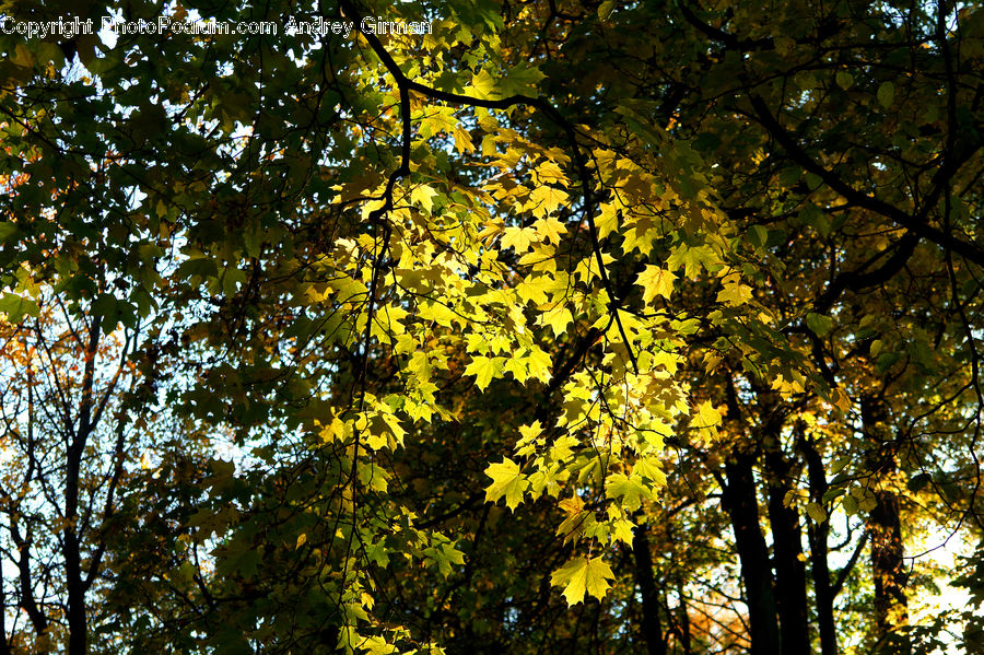 Plant, Tree, Oak, Wood, Forest, Vegetation, Vine