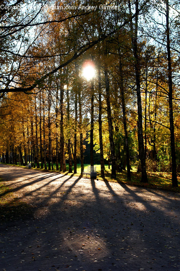 Dirt Road, Gravel, Road, Forest, Vegetation, Flare, Light