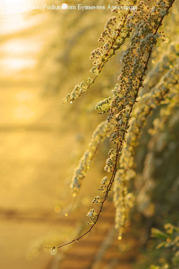 Flare, Light, Sunlight, Fountain, Water, Field, Grass