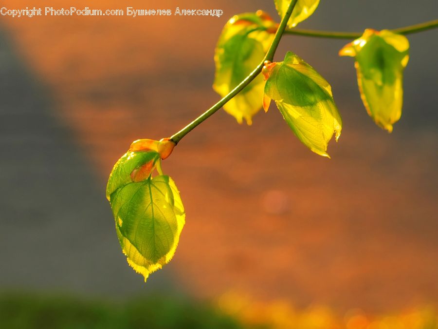 Bud, Plant, Blossom, Daffodil, Flora, Flower, Geranium