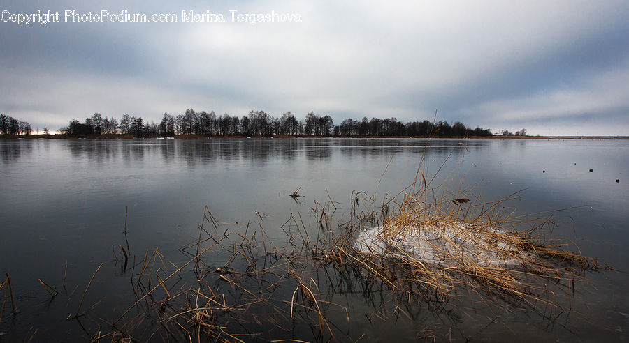 Grass, Plant, Reed, Lake, Outdoors, Water, Field