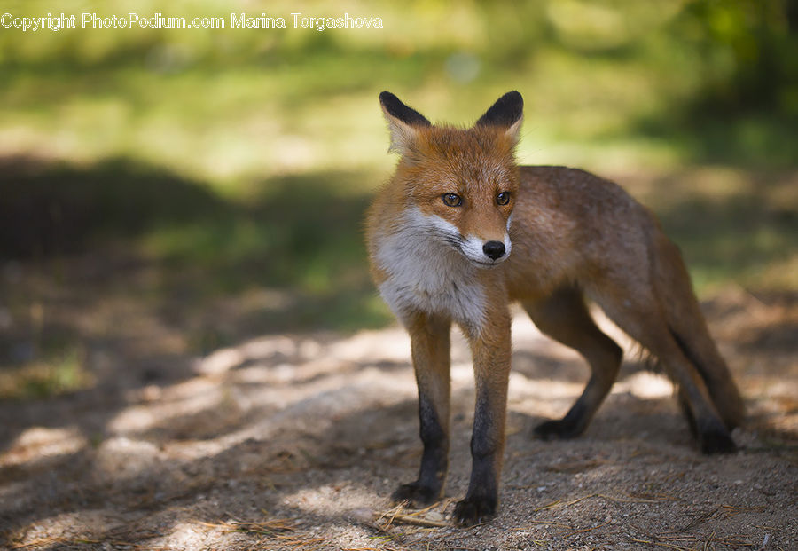 Animal, Canine, Fox, Grey Fox, Kit Fox, Mammal, Red Fox