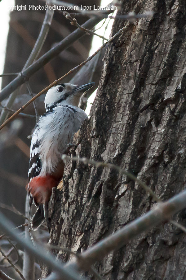Bird, Flicker Bird, Woodpecker, Blue Jay, Bluebird, Jay