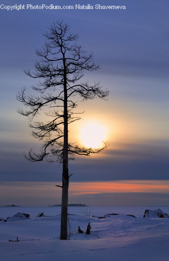Dawn, Dusk, Sky, Sunrise, Sunset, Plant, Tree