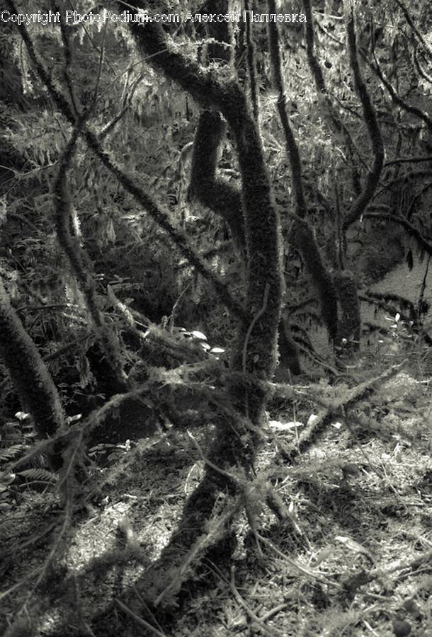 Plant, Tree, Forest, Grove, Land, Oak, Wood