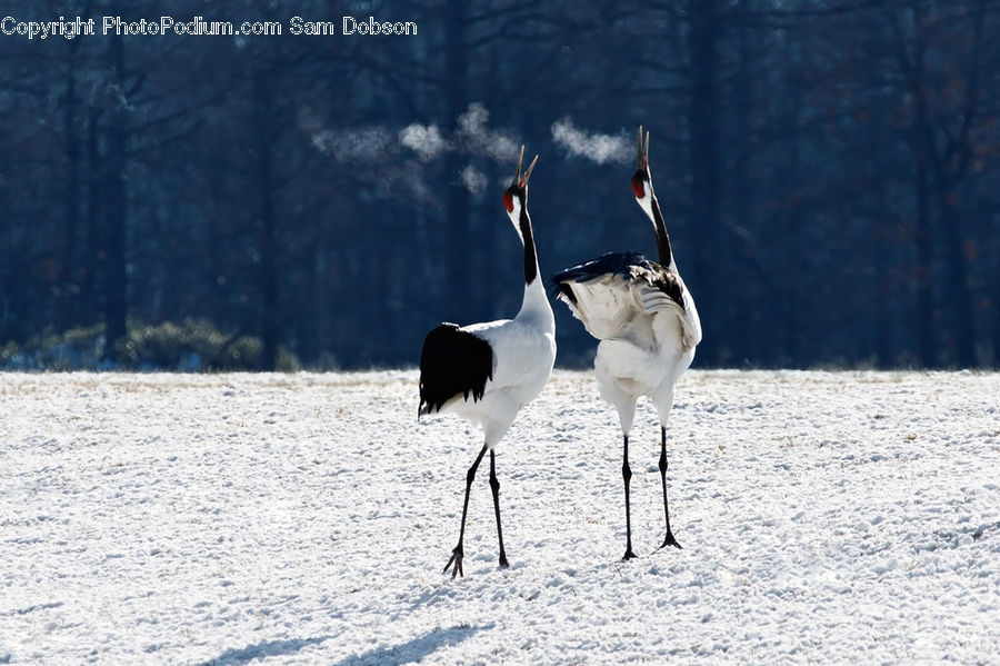 Bird, Crane Bird, Heron, Stork, Beak