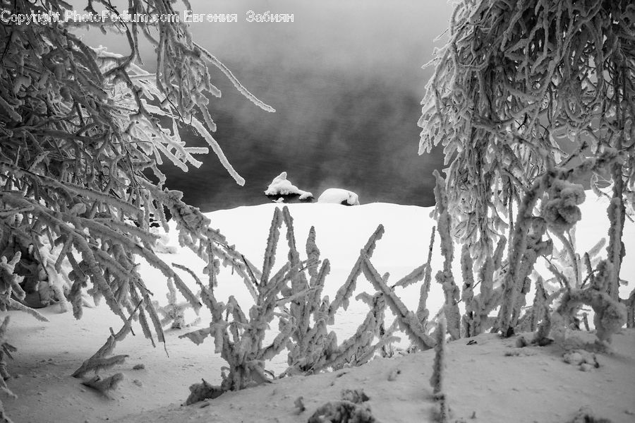 Ice, Outdoors, Snow, Birch, Tree, Wood, Plant