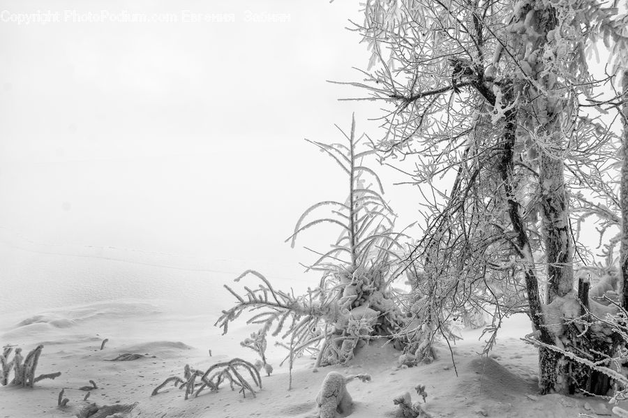 Ice, Outdoors, Snow, Plant, Tree, Birch, Wood