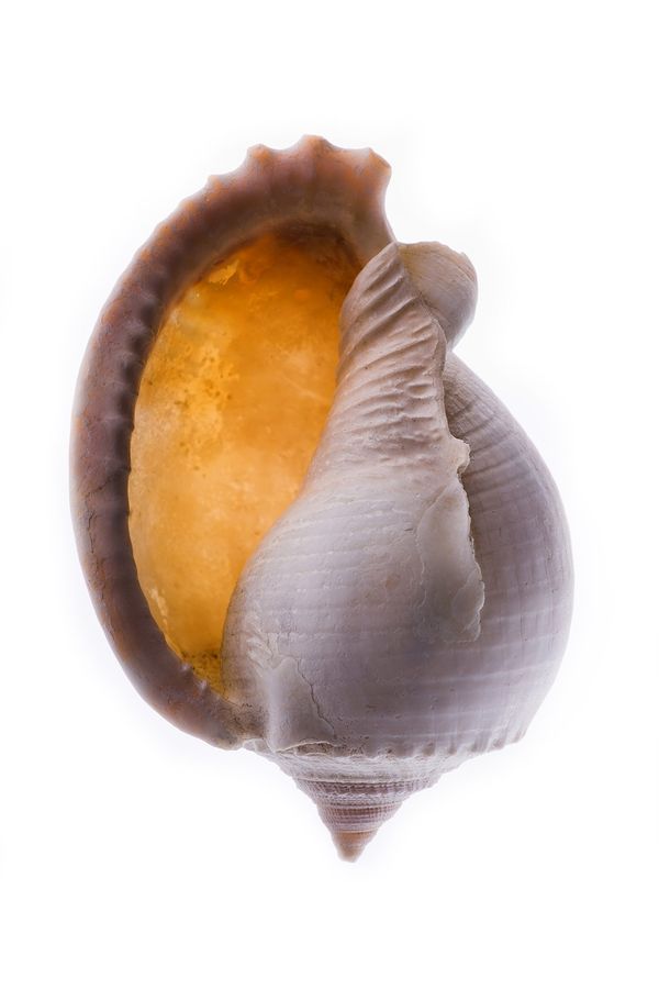 Conch, Invertebrate, Sea Life, Seashell