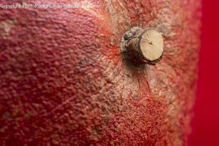 Dung Beetle, Insect, Invertebrate
