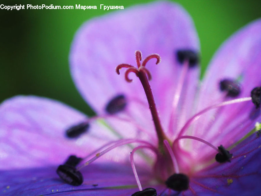 Blossom, Flora, Flower, Geranium, Plant