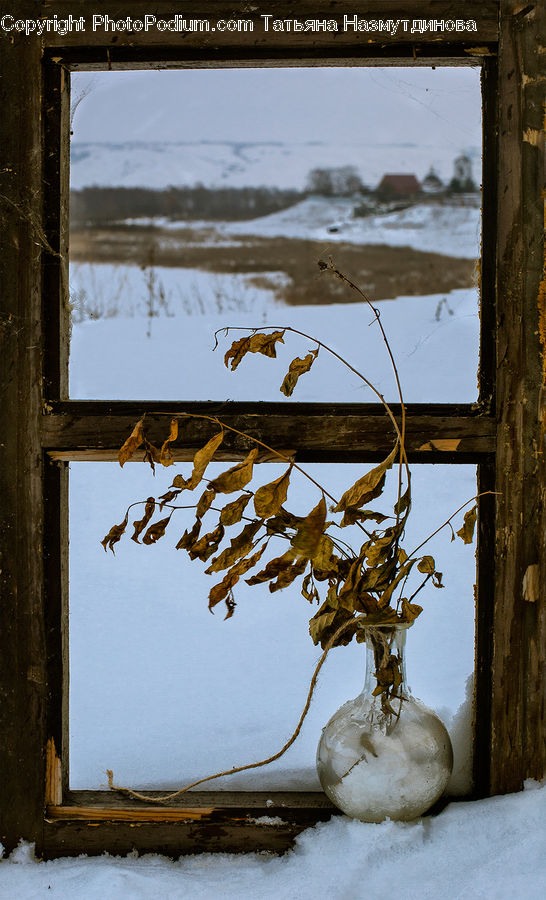 Window, Flower Arrangement, Ikebana, Plant, Potted Plant, Vase
