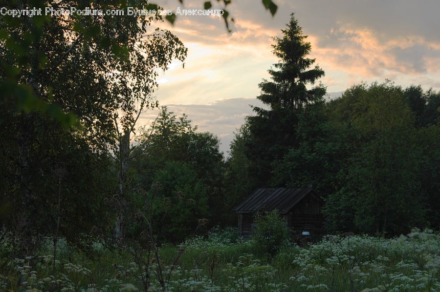 Conifer, Fir, Pine, Plant, Spruce, Tree, Wood
