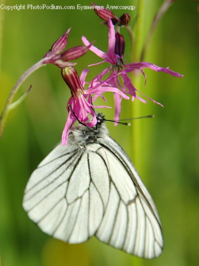 Butterfly, Insect, Invertebrate, Blossom, Flora, Flower, Geranium